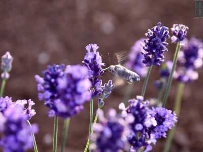 Sui fiori di lavanda, troviamo una falena colibr�, cos� chiamata per la velocit� del battito delle sue ali (foto di Gennaro Gargiulo)